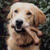Benebone Wishbone Durable Dog Chew Toy for Aggressive Chewers, Real Bacon - Image 3